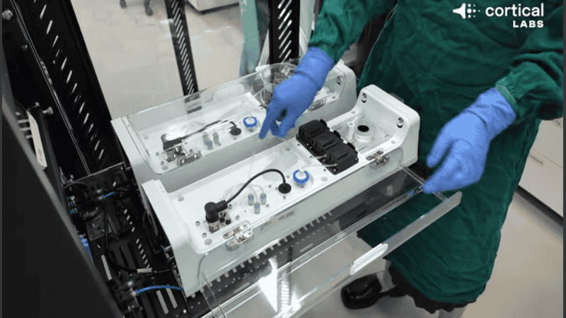 Los ingenieros de Cortical Labs, apodados cariñosamente 