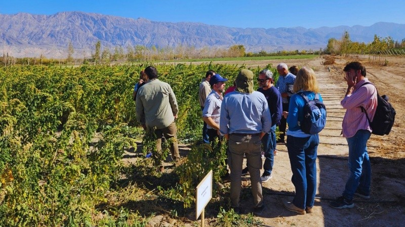 Una misión espacial llevará semillas del Inta para evaluar su respuesta a condiciones orbitales.