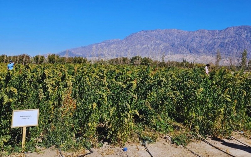 Las semillas del Inta integrarán una cápsula diseñada para registrar variables ambientales durante el vuelo.&nbsp;