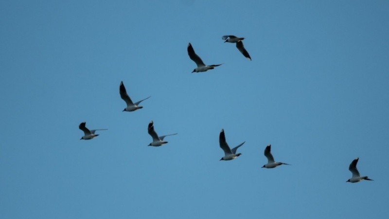 Para quienes miran el pronóstico a largo plazo, el alivio térmico se consolidará tras las lluvias.