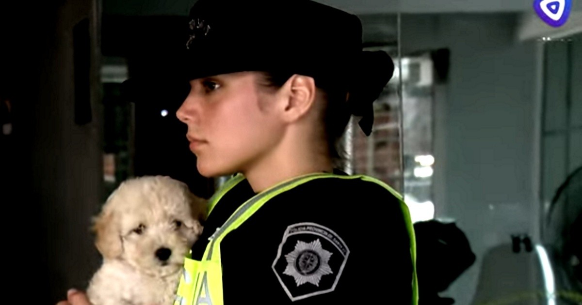 Cachorro resguardado tras un conflicto por presunto maltrato en el centro de Rosario