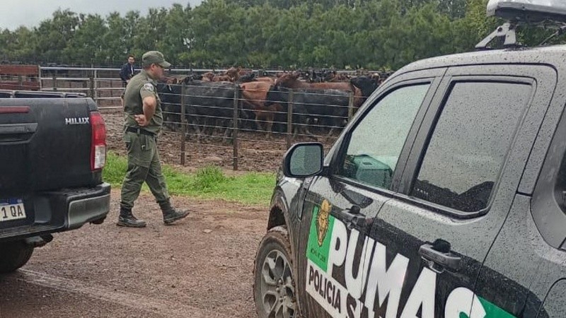 Los Pumas lograron encontrar parte de las vacas robadas.