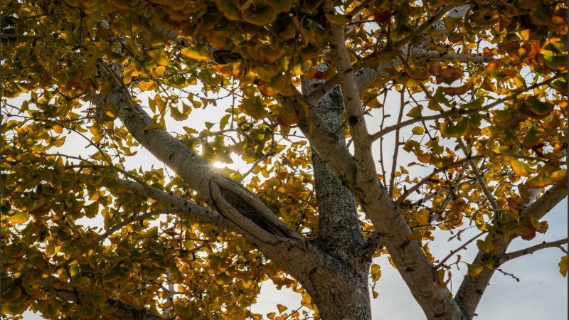 El otoño ya está en la ciudad.