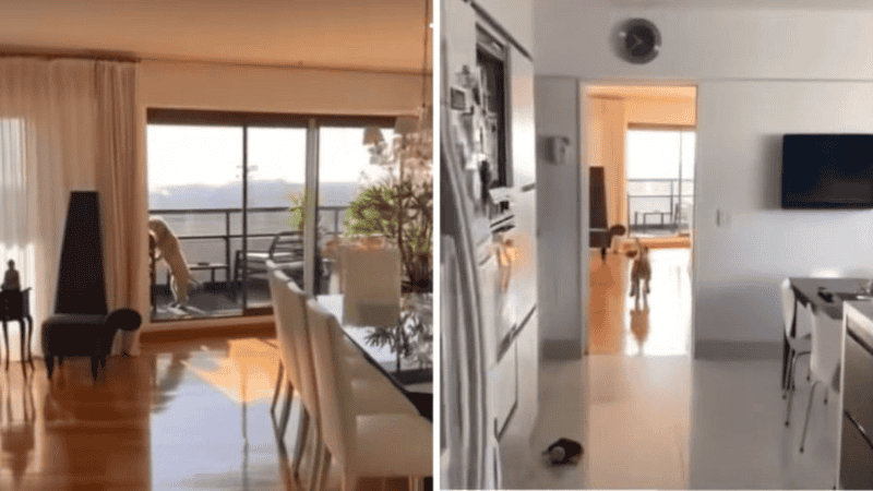 &nbsp;El hogar de Guillermo Francella refleja un equilibrio justo entre comodidad, luz natural y diseño sin excesos.