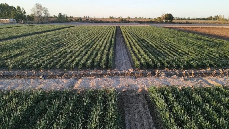 El Gobierno quiere eliminar las restricciones que limitan la compra de tierras por parte de extranjeros.