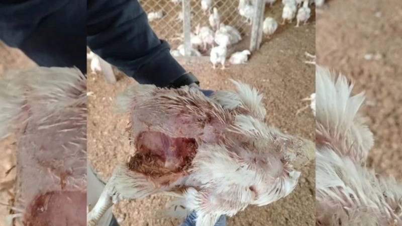 Uno de los pollos atacados por los canes.