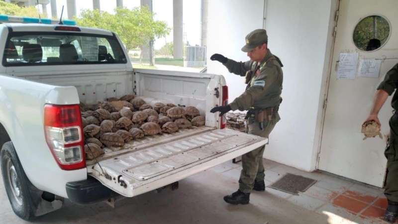 Tortugas rescatadas durante un operativo.