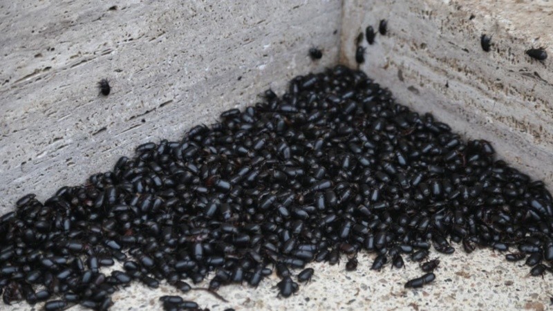 &nbsp;&nbsp;(Rosario3)