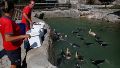 Más de 60 animales marinos siguen sin ser reubicados tras la quiebra del Aquarium de Mar del Plata.