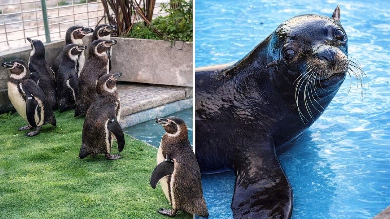 El&nbsp;Aquarium de Mar del Plata aún alberga 62 pingüinos magallánicos de distintas especies y cuatro lobos marinos de dos pelos.