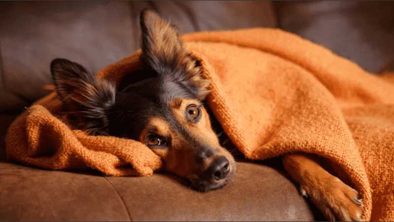 A diferencia de otras licencias, no contempla problemas de salud del trabajador ni de familiares, sino que está enfocada únicamente en el bienestar de los animales.