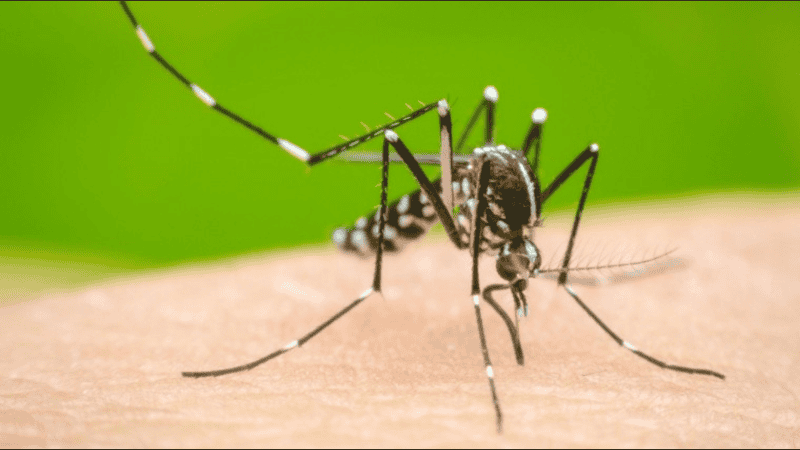 La fiebre chikungunya es transmitida por el mosquito Aedes aegypti y suele presentarse con fiebre alta repentina, dolores articulares intensos, mialgias y erupciones en la piel.
