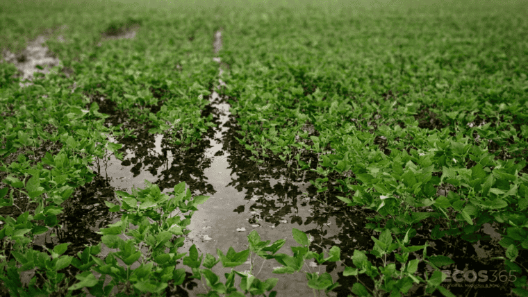 Soja Inundada