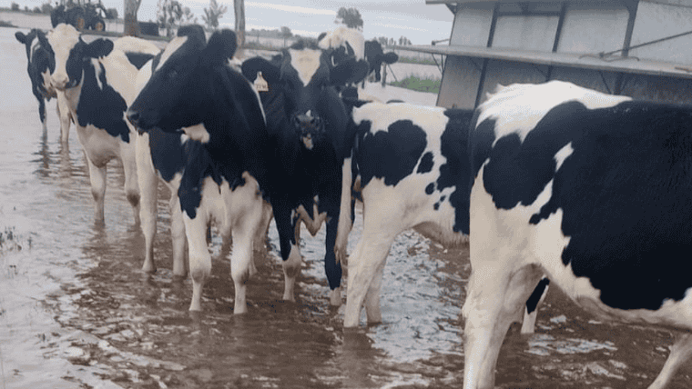 Una postal que duele: las lluvias complican el bienestar de los animales.