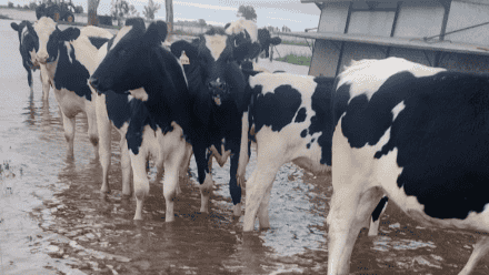 El tambo está ubicado en Vila y padece los efectos de obras mal hechas.