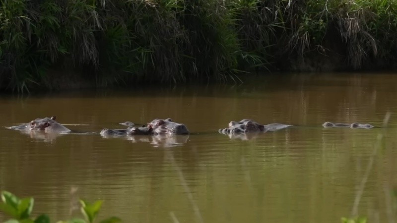 La excentricidad de Pablo Escobar derivó décadas después en un problema para el ecosistema.