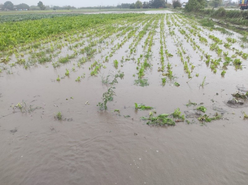 &nbsp;Campos anegados, una postal de este inicio de año en el centro y norte de Santa Fe.