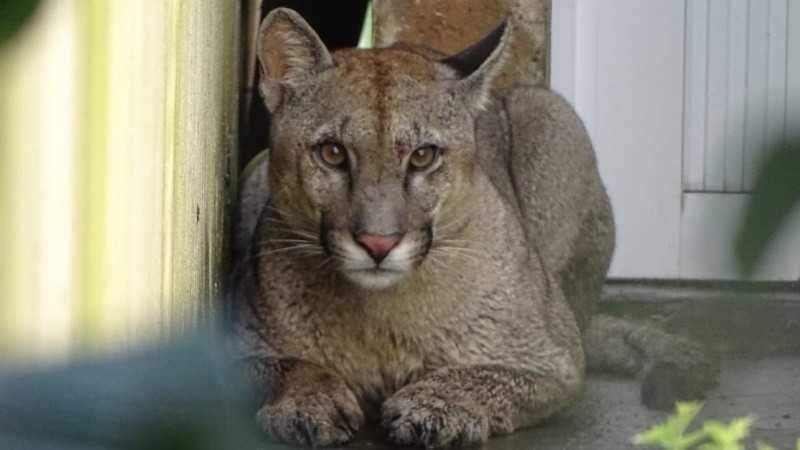 El animal tenía algunas lesiones leves.
