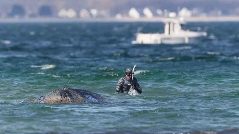 El cetáceo permaneció varios días en la costa alemana del mar Báltico, en la bahía de Wismar. (EFE)