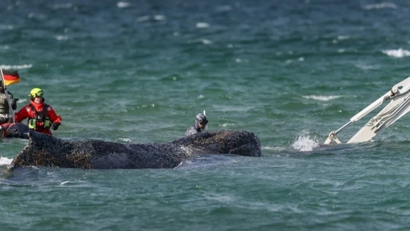 &nbsp;Uno de los intentos de salvar al animal estos días. (EFE)