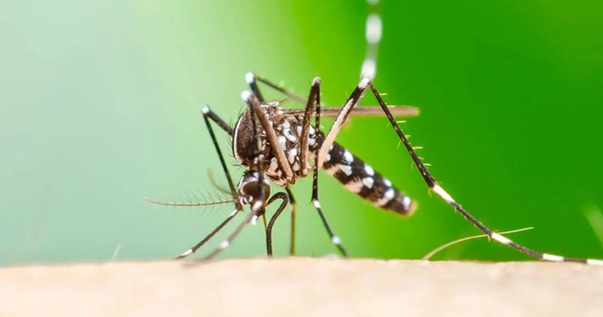 Chikungunya: Superan los 800 casos en Argentina, refuerzan salud - salud news from Rosario3