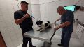 El animal fue atendido y se encuentra en guarda judicial