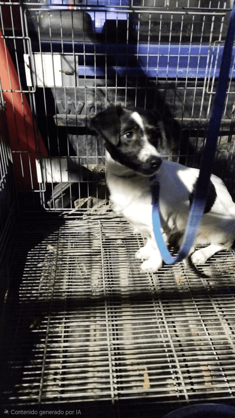 Veterinarios advirtieron que se encontraba en estado de alerta y visiblemente temeroso.