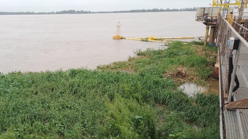 Con la crecida, llegada masiva de camalotes.