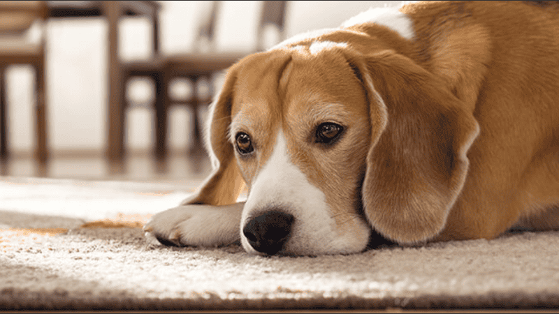 El objetivo de esta medida es combatir el estrés, la negligencia y el maltrato.