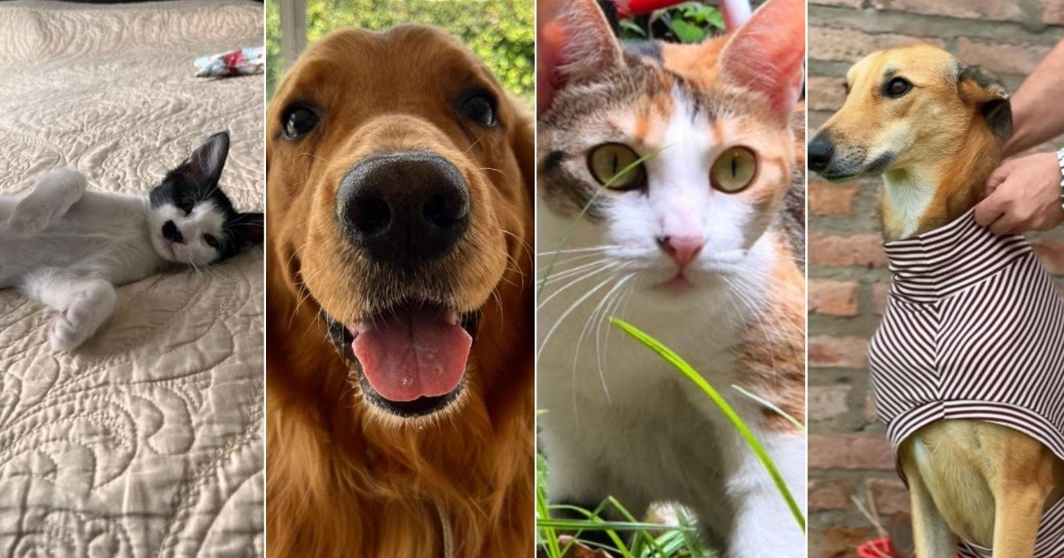 Día del Animal: Conmemoración y beneficios de la convivencia