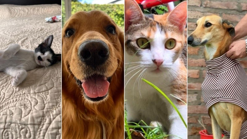 ¡Feliz día para todos los animales!