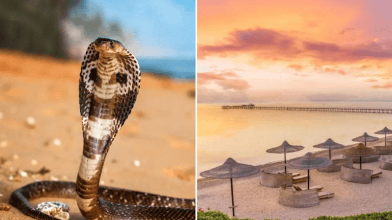 El hecho ocurrió en un complejo turístico de lujo en Hurghada, destino popular del Mar Rojo.