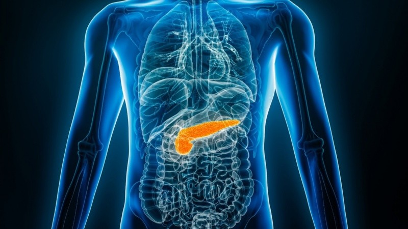 A futuro, los investigadores también planean explorar la relación entre este mecanismo y enfermedades neurodegenerativas como el Alzheimer