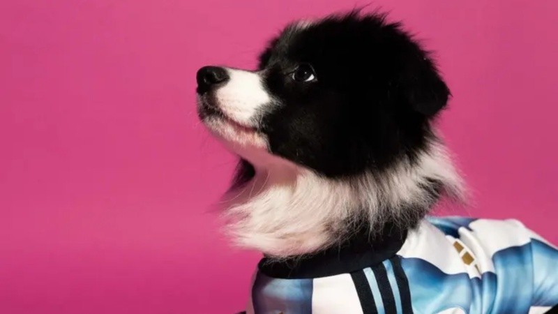 La colección abarca desde talles pequeños hasta grandes, adaptándose a todos los tamaños de mascotas.