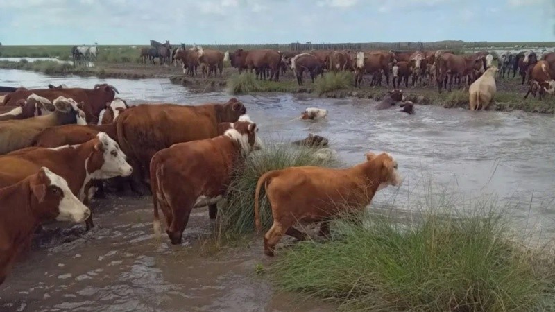 Las inundaciones afectan al ganado y la producción agrícola.