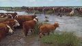 Las inundaciones afectaron al ganado y la producción agrícola en un extenso sector del centro-norte santafesino.