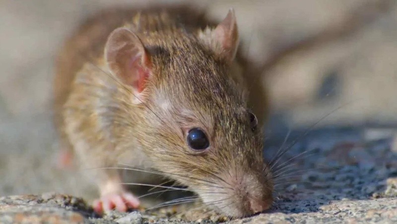 &nbsp;El ratón colilargo, que vive en áreas silvestres, es el principal roedor reservorio y transmisor del virus. 