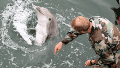 La llamativa historia de los delfines kamikazes volvió a tomar estado público.