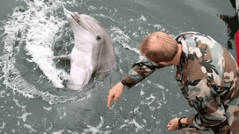 La llamativa historia de los delfines kamikazes volvió a tomar estado público.