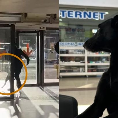 El momento en el que el vigilador ataca al perro y el animal luego del hecho.
