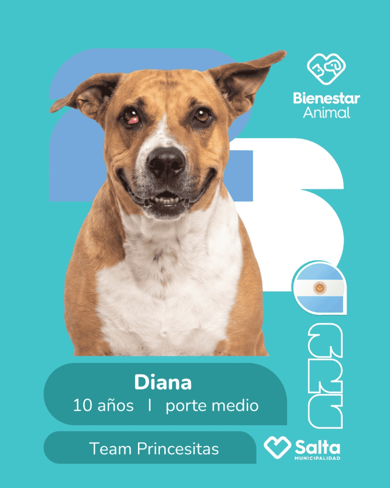 La campaña viral de la Municipalidad de Salta para encontrar hogar a perros callejeros.&nbsp;