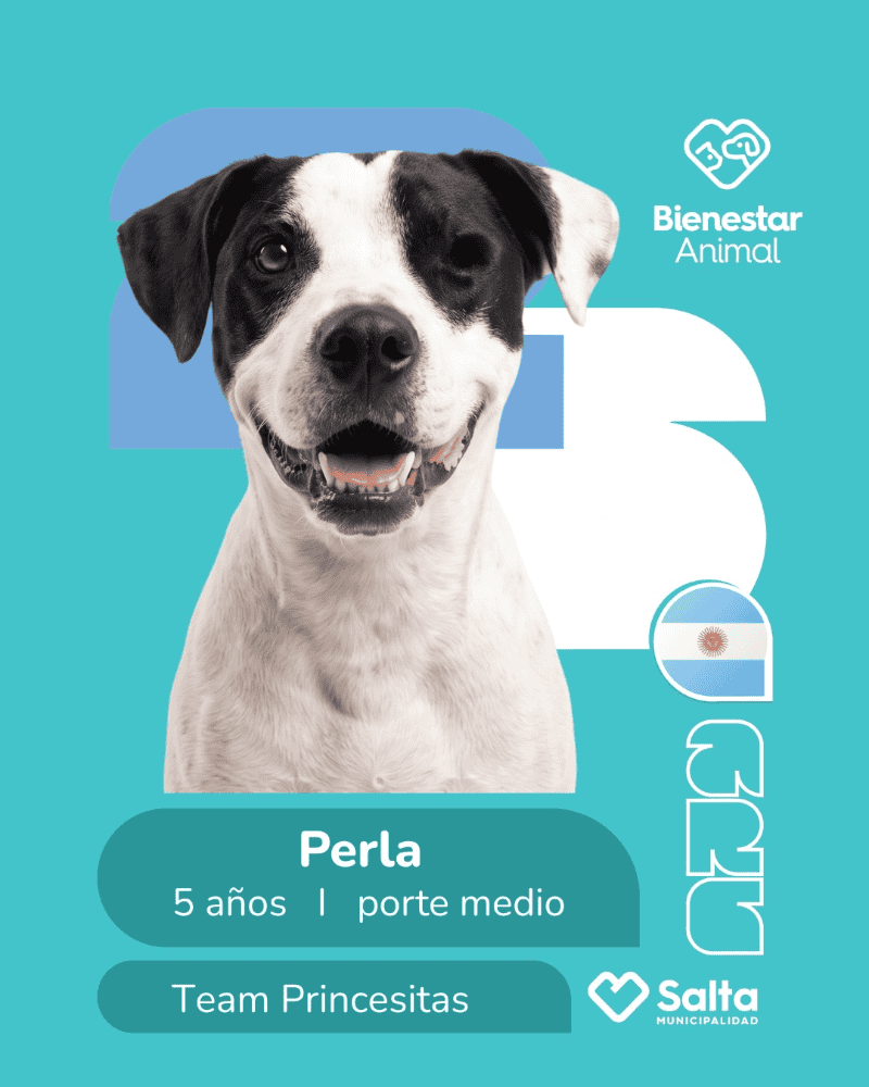 La campaña viral de la Municipalidad de Salta para encontrar hogar a perros callejeros.