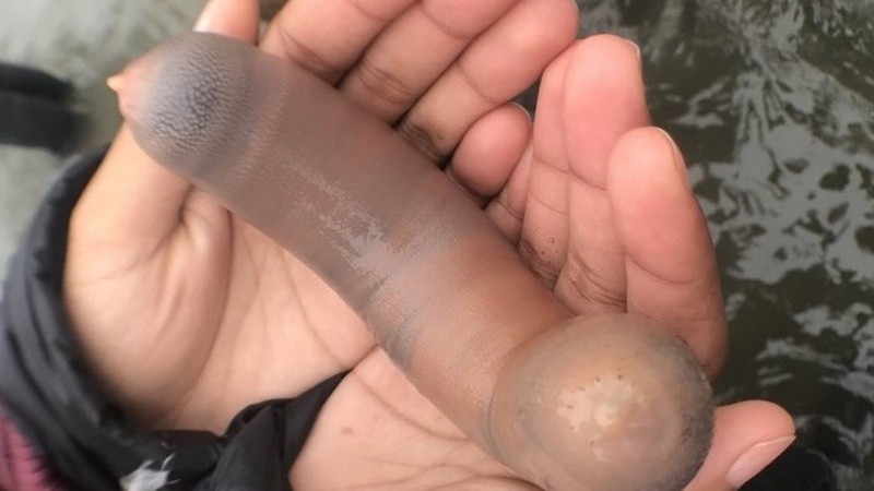 El nombre científico de esta especie es Urechis unicinctus.