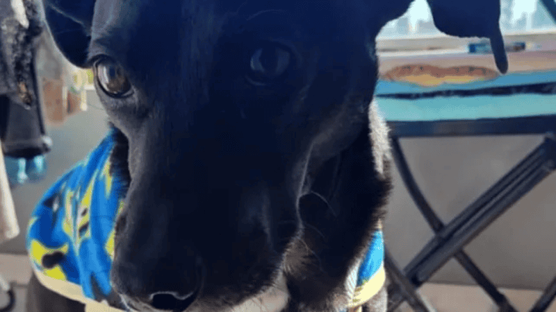 El perro seguirá en guarda preventiva.