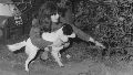 Pickles murió en 1967, cuando se estranguló con su correa mientras perseguía a un gato.