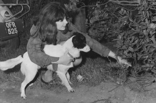 Pickles murió en 1967, cuando se estranguló con su correa mientras perseguía a un gato.