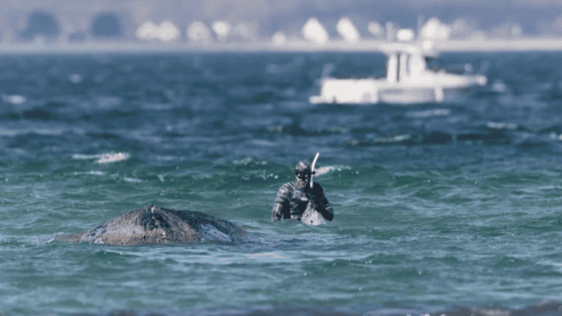 El cetáceo estuvo casi dos meses varado en el mar Báltico. (EFE)