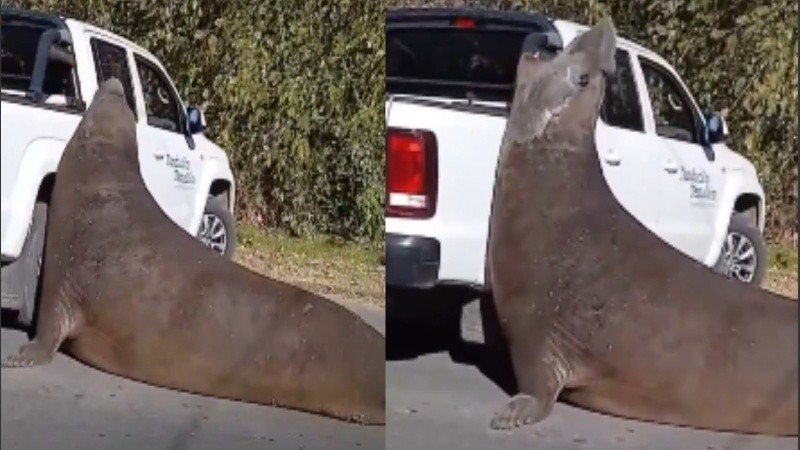 El lobo marino generó sorpresa entre la gente.