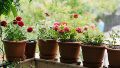 Las flores de tu balcón cantaba Gardel: quedan lindas pero son peligrosas.