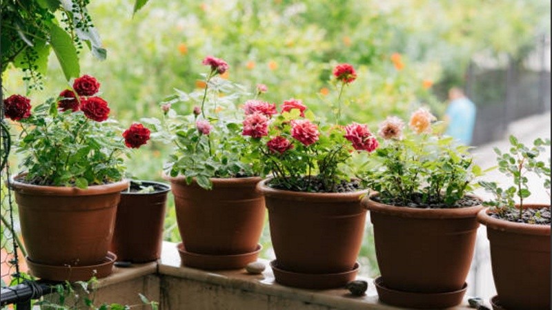 Las flores de tu balcón cantaba Gardel: quedan lindas pero son peligrosas.